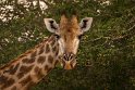 029 Timbavati Private Game Reserve, giraf